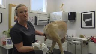 How to Check and Empty a Dogs Anal Glands [upl. by Arvie]