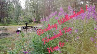 Rosebay Willowherb Fireweed tea preparation [upl. by Avraham]