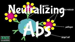 Neutralizing Antibodies  Non Neutralizing Antibodies [upl. by Nekcarb]