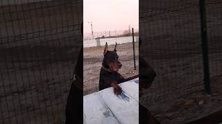 Doberman Sever харьков dobermann doberman доберман доберманы [upl. by Ihab]