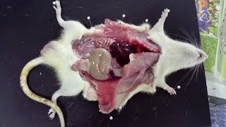 Rat dissection  tutorial step by step [upl. by Casta]