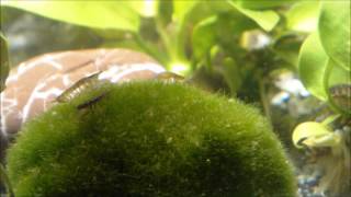 Asellus aquaticus waterlouse aquatic sowbug graze on Moss Ball  Wasserasseln auf Futtersuche [upl. by Kimbell475]