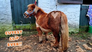 Clipping Blossom the Miniature Shetland Pony  Pony Fun [upl. by Emmett177]