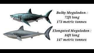 Bulky Megalodon and elongated Megalodon size comparison remake [upl. by Selda]