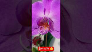 viralvideos flowers beautiful viralshorts [upl. by Goodman]