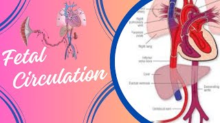 Fetal Circulation [upl. by Ilsa]