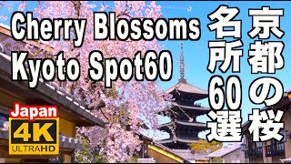 🇯🇵4K 京都の桜名所60選 Kyoto Cherry Blossom Spot 60（sakura Japan 京都観光 旅行 案内 満開 花見 清水寺 平安神宮 嵐山 哲学の道 醍醐寺 二条城 [upl. by Tedman]