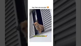 Quando eu penso que já vi de tudo 🫢 animal br brasil shortsvideo cachorro gato animalshorts [upl. by Shuma]