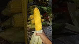 Jagung manis jumbo [upl. by Adnertal]