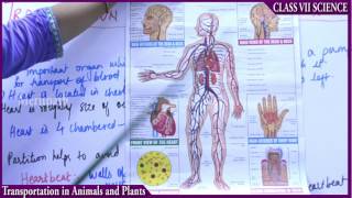 classVII Science Transportation in Plant and Animals part 2 [upl. by Ellenrad]