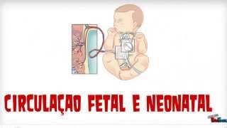 M201 Circulação fetal e Neonatal [upl. by Aenneea]