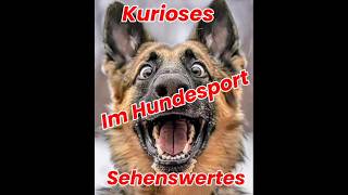 Kurioses sehenswertes im Hundesport Leon Valle Verde WUSV WM 2024  Bringen über die Schrägwand [upl. by Revell59]