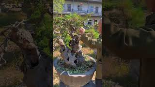 Unlocking the Secrets of Chinese Bonsai Tree Pest and Disease Prevention for Healthy Identification [upl. by Terb]