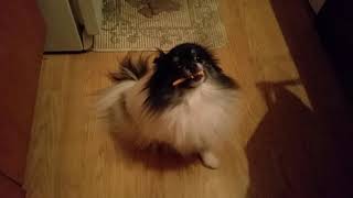 Pomeranian Trick  Swiffer quotsingsquot  True vs False Worship [upl. by Neeron]