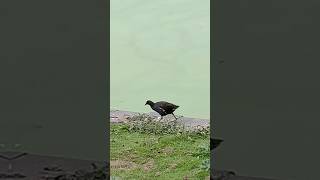 MOORHEN CITY PARK MAASTRICHT 16924 [upl. by Vtehsta]