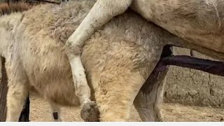 some donkeys meeting 🤝  donkey mating season please subscribe 🙏 [upl. by Socem287]