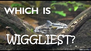 The war of the wigglesComparing all three dwarf cory species [upl. by Fredrick]