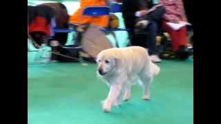 Crufts 2011 ShChRitzilyn Brandon by Waterbabies [upl. by Nytsirc]