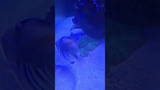 Carpet anemone anemone carpet shortvideo shorts short music reef fish aquarium saltwater [upl. by Kassie910]