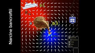 The lesser electric ray maintains an incredible charge  Equipotential lines [upl. by Sema741]