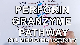 Mechanism of Perforin Granzyme Pathway [upl. by Concordia188]