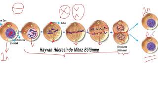 7SINIF MİTOZ BÖLÜNME [upl. by Ahsatal]