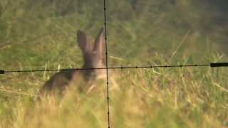 Devon AirGunner June Air Rifle Rabbit Hunt Weihrauch HW100 Scopecam [upl. by Einyaj901]