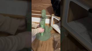 Using my cat’s scratching posts… [upl. by Waterer]