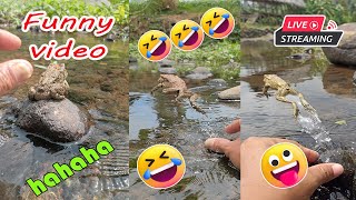 Catching frog funny make you laugh  funny animal video new  funny frog jumping [upl. by Lotsirhc]