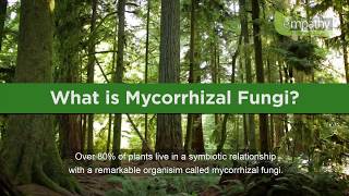 What is Mycorrhizal Fungi [upl. by Doolittle]