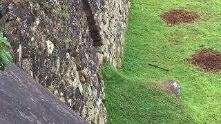 Viscacha Chinchilla visits Machu Picchu [upl. by Hairacaz843]