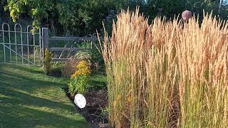 My go to ornamental grass [upl. by Centeno]