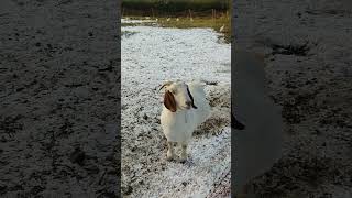 Ziegen auf der Bauernhof Weide im Schnee Österreich Gehege Anlage Hausziege Ziege Zicklein Geiß Bock [upl. by Una180]