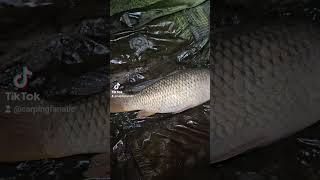 Common carp catch amp release on the quarry fishing carp fish catchandrelease mentalhealth [upl. by Kalmick]