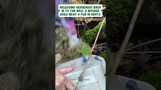 Releasing hedgehogs back in to the wild Near a pub in Herts  Hornbeam Wood Hedgehog Sanctuary [upl. by Akiemahs]