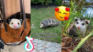 Opossum TikTok Compilation Because Theyre Cute🥰  The Possum Side of TikTok [upl. by Kandace]