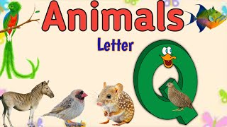 Animals Starting with Letter quotQquot  English Vocabulary  Animals name with Pictures for Kids animals [upl. by Zevahc]