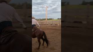 Rope Horse Training [upl. by Sihon]