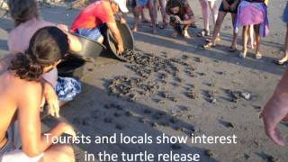 Sea Turtle Rescue Saving sea turtles from extinction [upl. by Papagena]