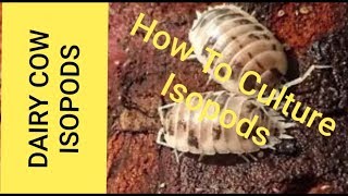 How To Breed ISOPODS 2019  The DAIRY COW ISOPODS [upl. by Mayyahk]