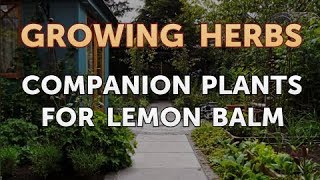 Companion Plants for Lemon Balm [upl. by Zelde]