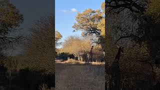 Zwahili Private Game Lodge amp Spa loveofanimals nature gamelodge gamedrive outdoors wildlife [upl. by Aiceled]