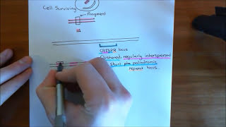 The CRISPRCas9 System Part 1 [upl. by Yetah]