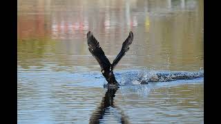 Cormorano che Pranza a Massarella Fucecchio [upl. by Nivlak]