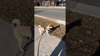 My Shiba Inu is broken 🐕 shiba shibadog walking autumn [upl. by Odnomar866]