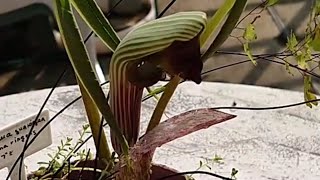 Arisaema ringens  テンナンショウ [upl. by Marutani]