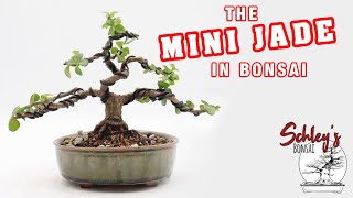 The Mini Jade Portulacaria afra in Bonsai [upl. by Balling]