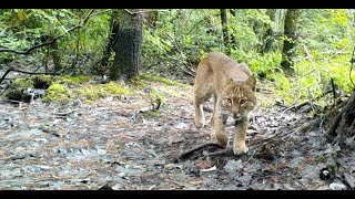 September Trail Cam Videos [upl. by Marciano]