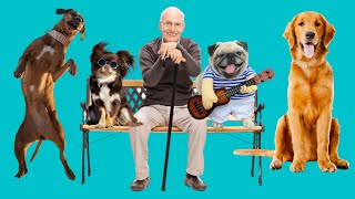 Top 10 Best Dog Breeds For Seniors [upl. by Frannie231]