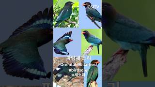 Oriental Dollarbird 파랑새 소리 새소리 새소리asmr birdsong birdcall birdsound birdsounds [upl. by Reve392]